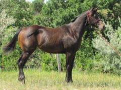 Paddys Gin Juno JW <BR> AQHA 5680550